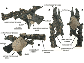Holotyp des Vectidraco / © Naish et al. Creative Commons 4.0 International (CC BY 4.0)
