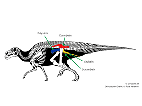 Ornithischier Becken / © Scott Hartman, Dinosaurier-info. Grafik verwendet mit freundlicher Genehmigung des Autors