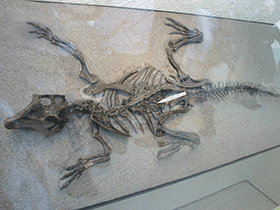 Gastrolithen im Magen eines Psittacosaurus. / Ryan Somma. Creative Commons ShareAlike 2.0 Generic (CC BY-SA 2.0)