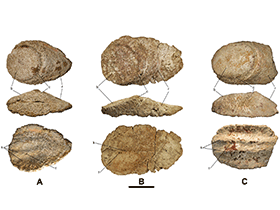 Osteodermen eines Titanosauriers aus Lo Hueco, Spanien / Vidal et al. Creative Commons 4.0 International (CC BY 4.0)