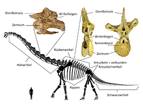 Wirbelknochen eines Dinosauriers / © Mike Taylor, Matt Wedel & Darren Naish. Bearbeitet durch Dinodata.de. Creative Commons 3.0 Unported (CC 3.0)